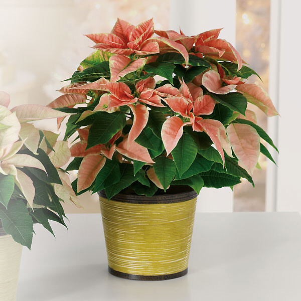 Pink Poinsettia