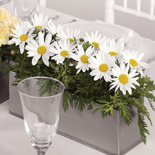 Daisy Centerpiece