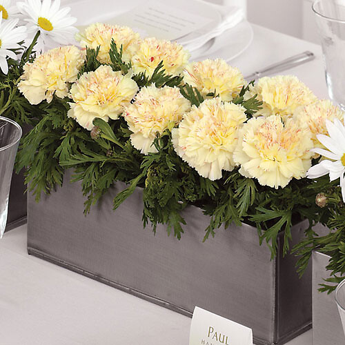 Carnation Centerpiece